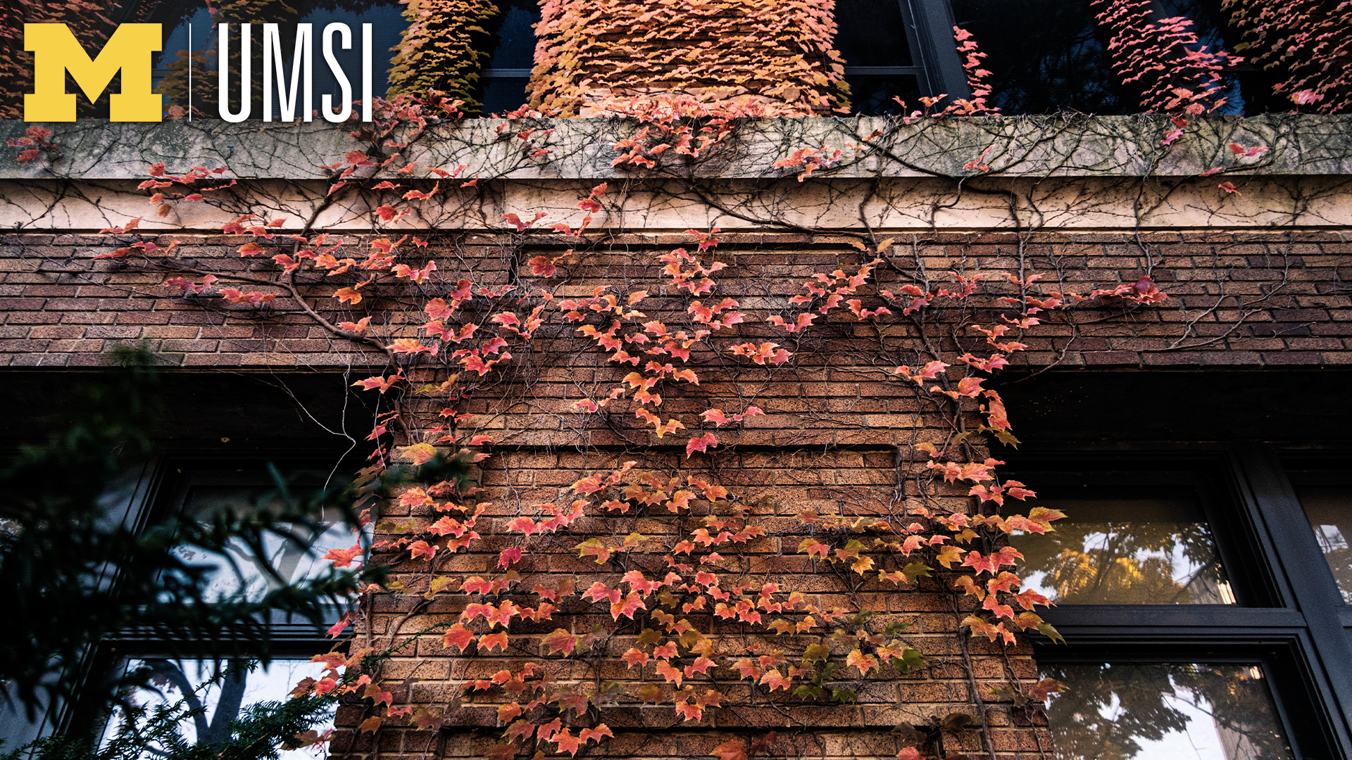 A close-up of orange ivy covering the brick side of a building with two windows