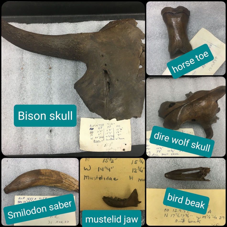 Fossils of a bison skull, a horse toe, a dire wolf skull, a smilodon saber, a mustelid jaw and a bird beak