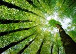 trees from below