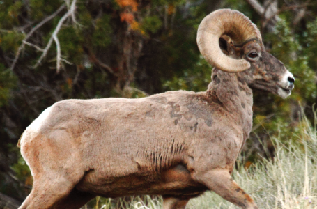 A profile view of a bighorn sheep.