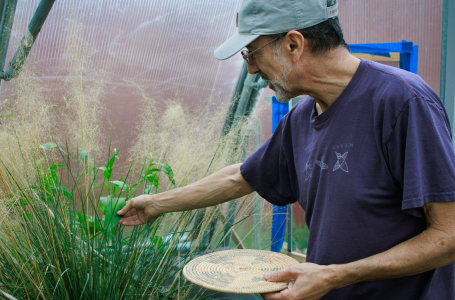A person reaching out to touch a large grass plant in a greenhouse.