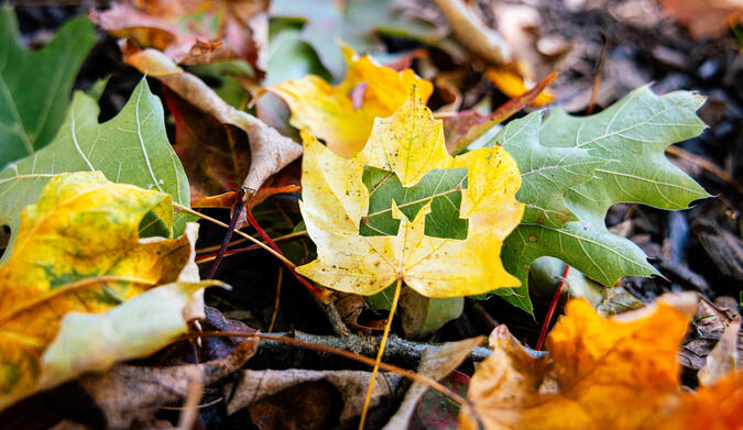 A yellow leaf with a block M cut out of it laying on top of other leaves on the ground.
