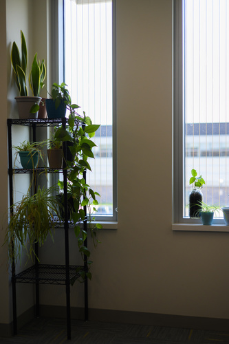 A corner of an office holds a tiered shelf filled with plants
