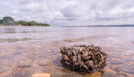 In transparent lake water, zebra mussels cling to a large rock, covering its surface completely.