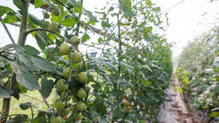 Small green tomatos growing in rows inside a greenhouse at the U-M Campus Farm