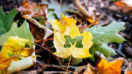 A bright yellow leaf with the Block M cut out of it lays on the ground surrounded by other fall leaves.