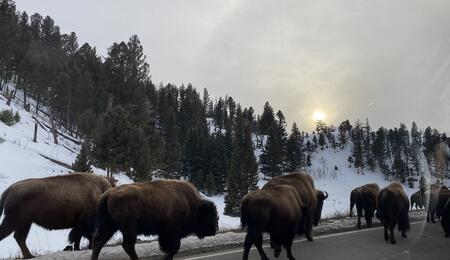 A herd of bison walk a road, with the sun casting a glow over a snowy tree line ahead of them