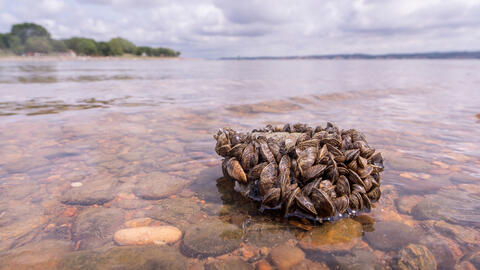 In transparent lake water, zebra mussels cling to a large rock, covering its surface completely. 