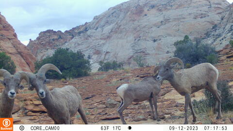 A camera still of four desert bighorn sheep in front of red rocks. Two tilt their horns together, starting directly at the camera.