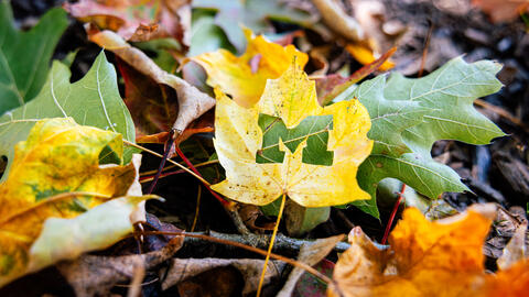 A bright yellow leaf with the Block M cut out of it lays on the ground surrounded by other fall leaves.