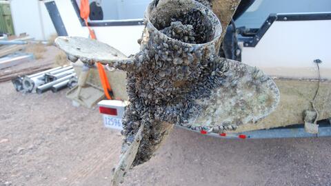 Zebra mussels cover a boat propeller 