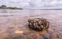 Zebra mussels cover a rock in a lake. 