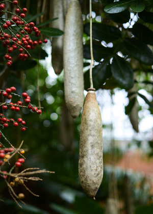 A photo of a Kigelia plant, a tree that grows roots with hard casings, resembling sausages.