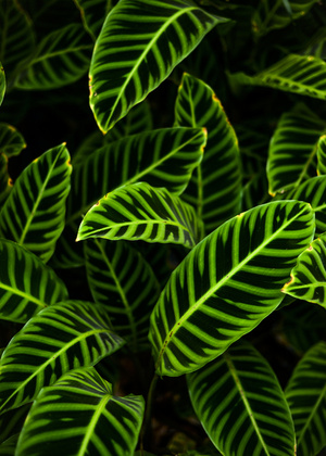 A close-up image of the bright green leaves of calathea zebrina